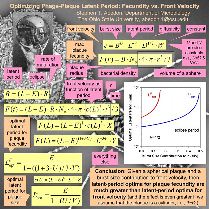 Optimizing Phage-Plaque Latent Period: Fecundity vs. Front Velocity