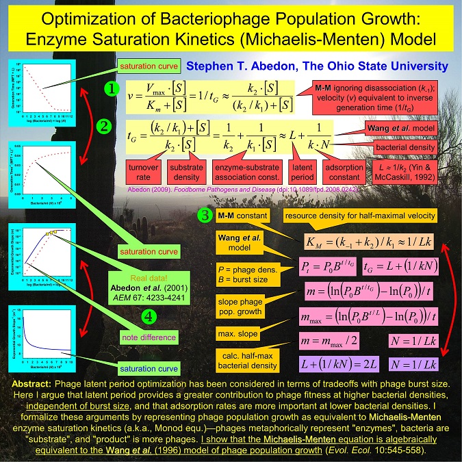 Optimization of Bacteriophage Population Growth: Enzyme Saturation Kinetics (Michaelis-Menten) Model