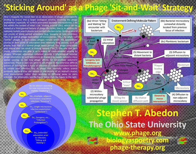 'Sticking Around' as a Phage 'Sit-and-Wait' Strategy